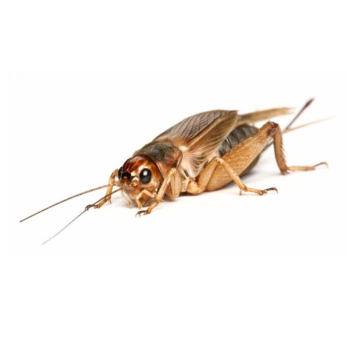 Greieri de stepa Gryllus Assimilis
