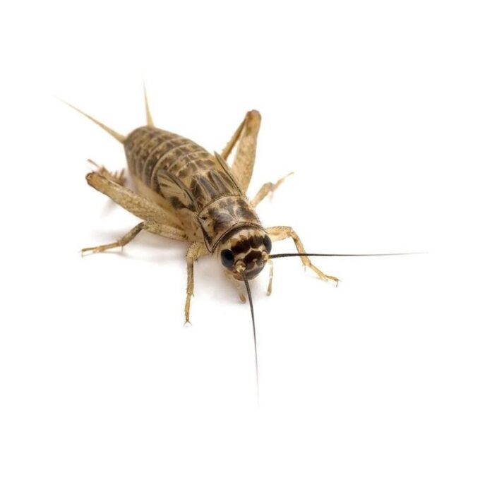 Greieri vii Acheta Domestica