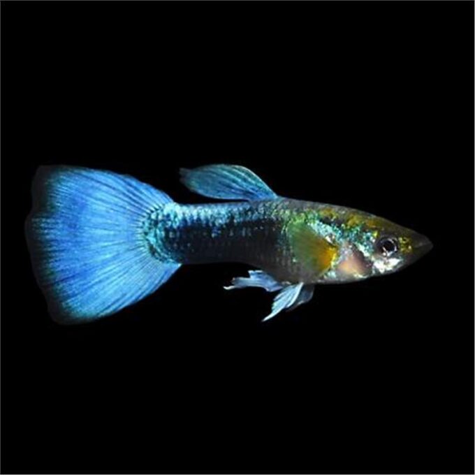 Guppy blue neon 1 Guppy blue neon
