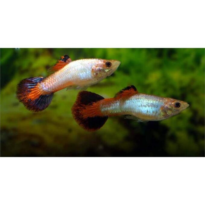 Guppy coral tail 1 Guppy coral tail