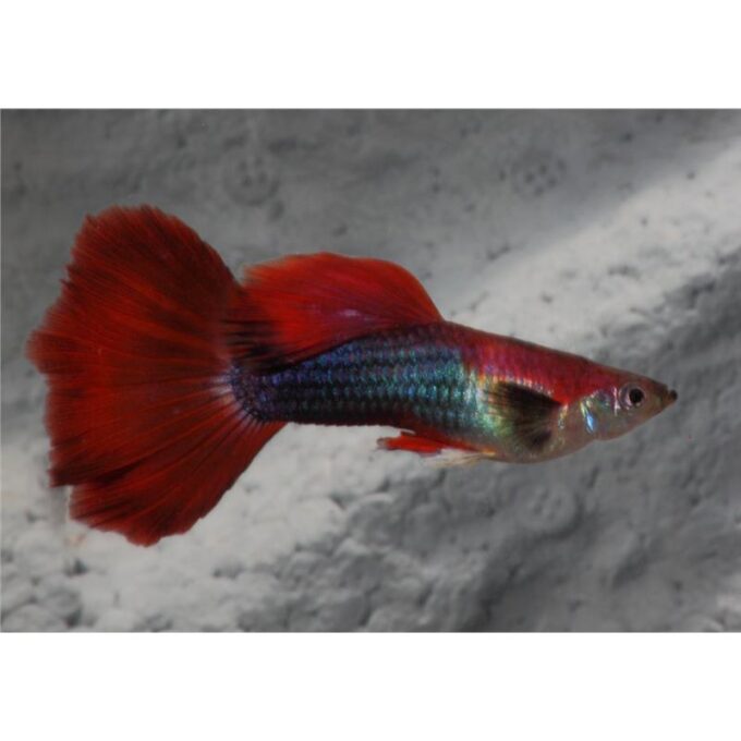 Guppy Fire Tuxedo 1 Guppy Fire Tuxedo