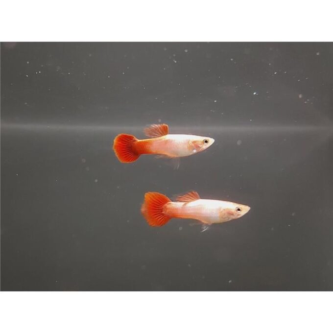 Guppy metallic blonde 1 Guppy metallic blonde