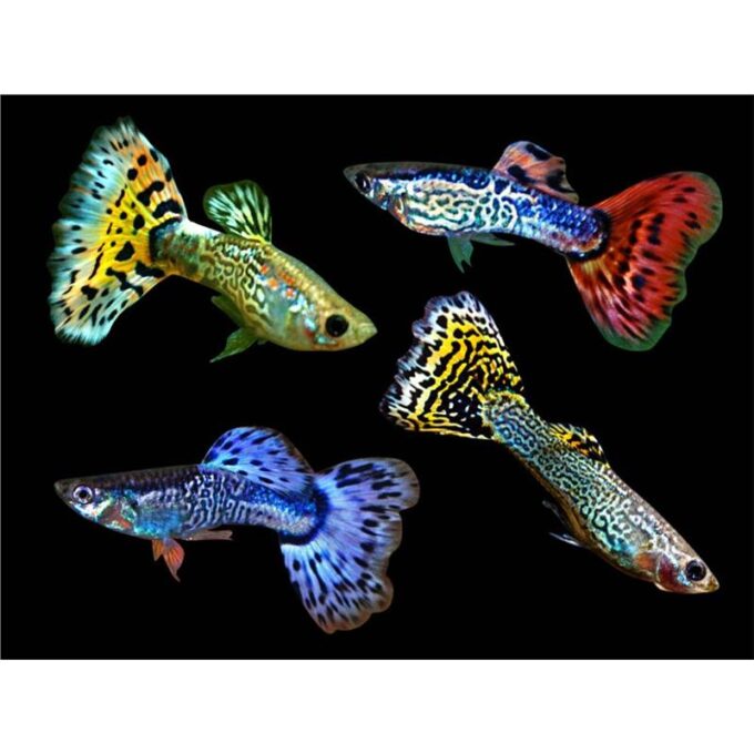 Guppy Poecilia ret. male snakeskin mix