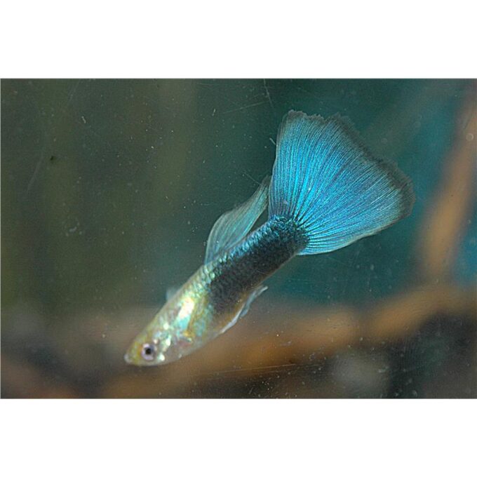 Guppy powder blue 1 Guppy powder blue