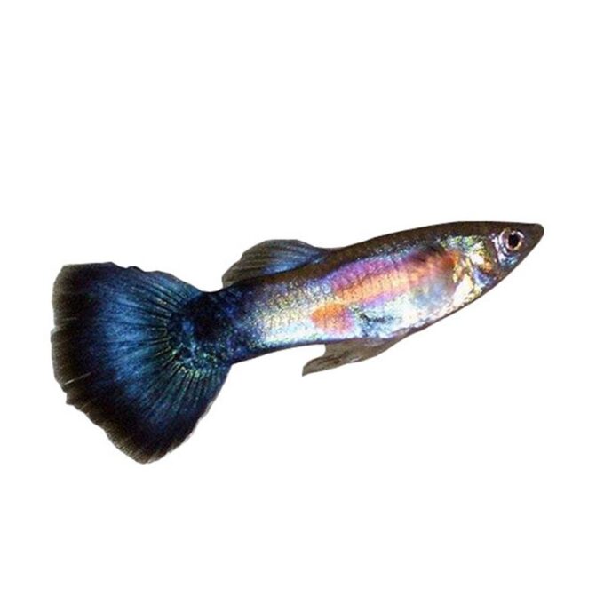 Guppy Purple Queen 1 Guppy Purple Queen