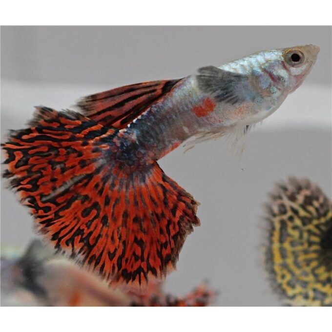 Guppy red mosaic tail 1 Guppy red mosaic tail