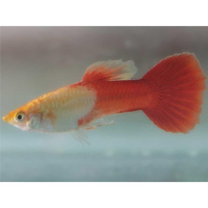 Guppy red sapphire 1 Guppy red sapphire