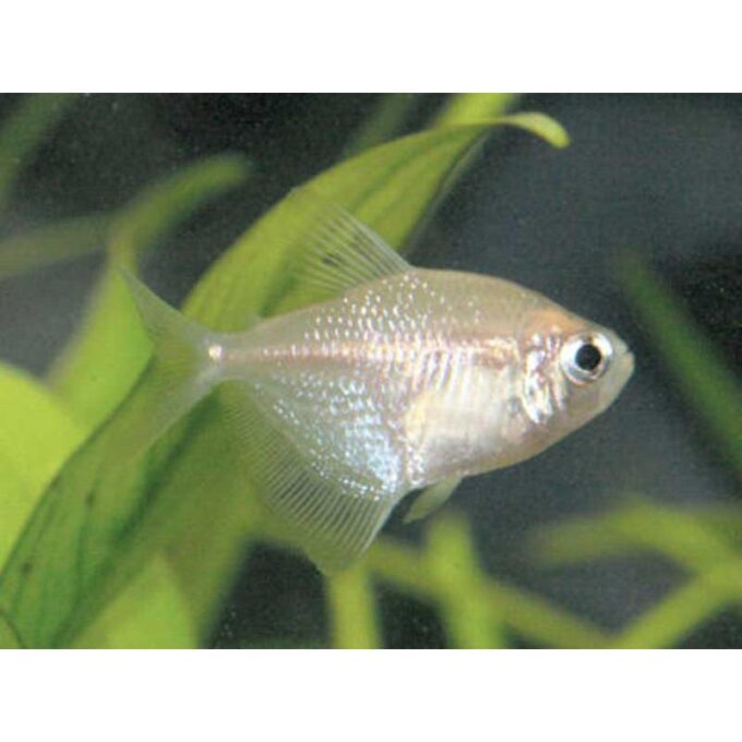 Gymnocorymbus ternetzi gold l. f.