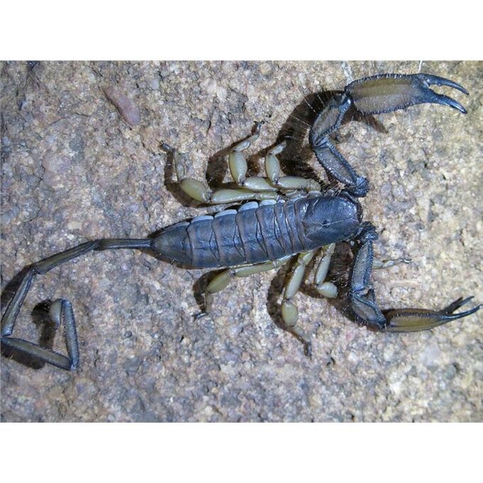 Hadogenes troglodytes