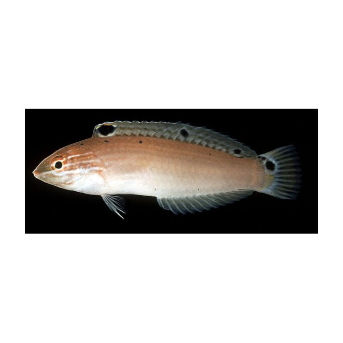 Halichoeres Trispilus
