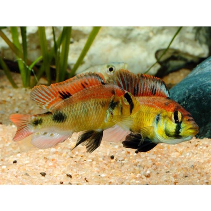 Haplochromis aeneocolor 1 Haplochromis aeneocolor