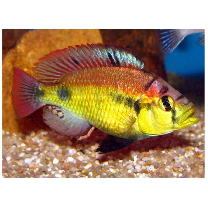 Haplochromis cribensis 1 Haplochromis cribensis