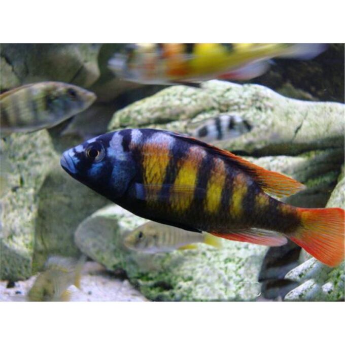 Haplochromis sp. ch 44