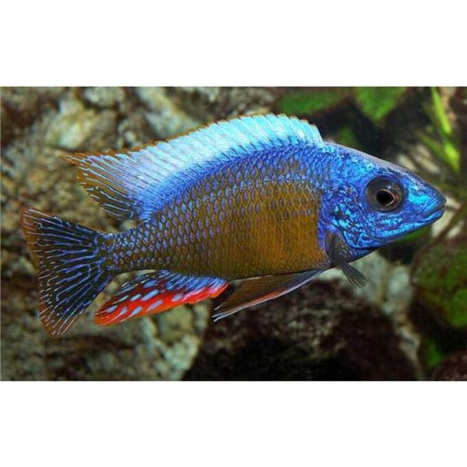 Haplochromis steveni 1 Haplochromis steveni