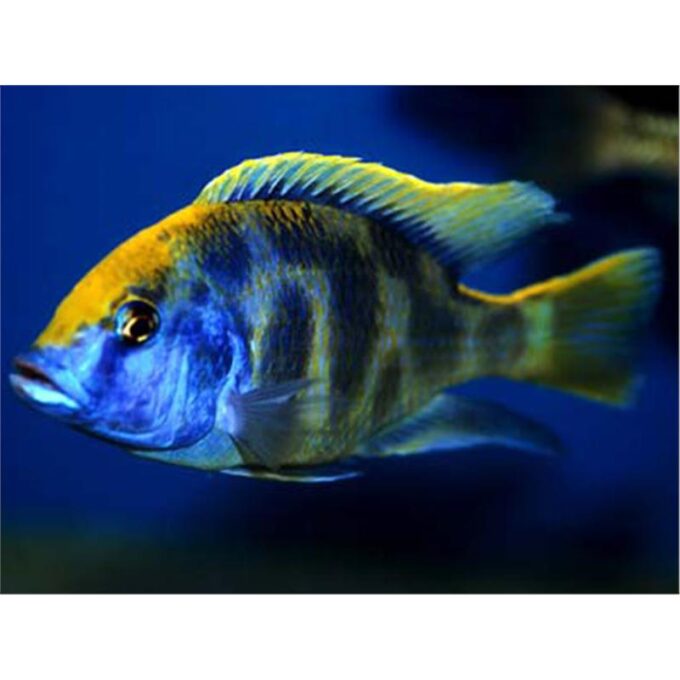 Haplochromis venustus 1 Haplochromis venustus