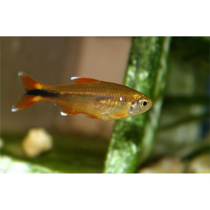 Hasemania Nana / marginata
