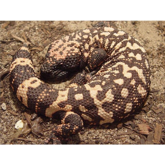 Heloderma suspectum cinctum CB 2017