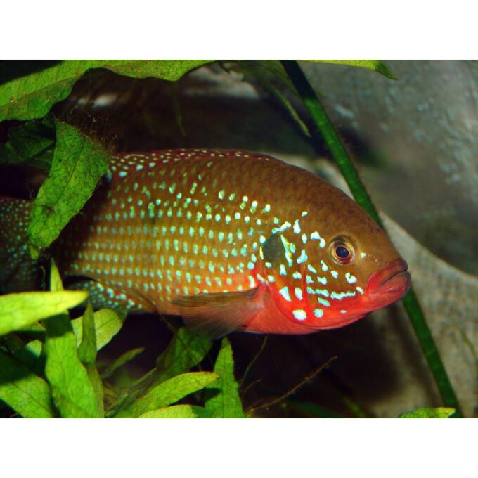 Hemichromis bimaculatus