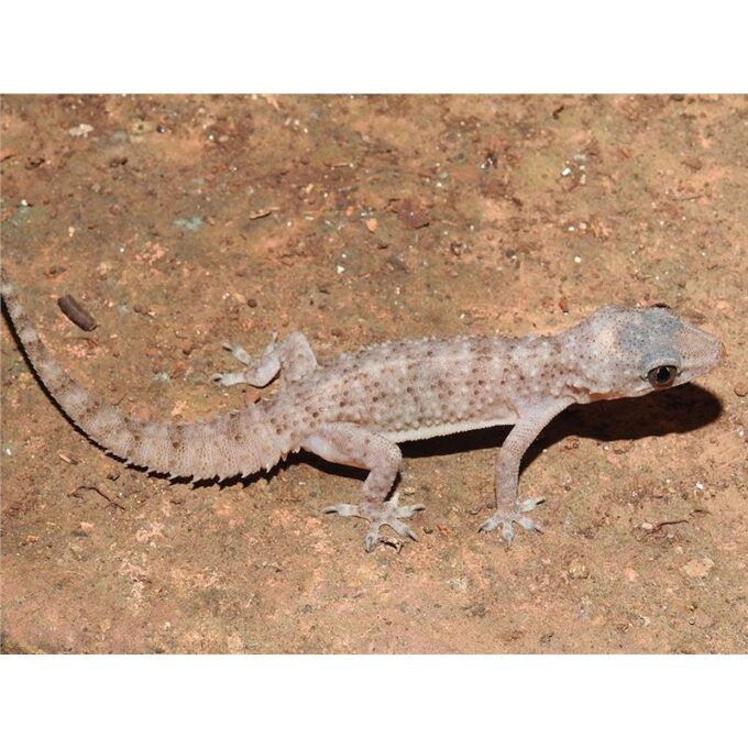 Hemidactylus brooki
