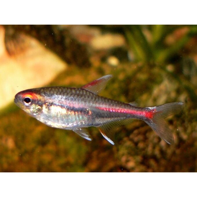 Hemigrammus erythrozonus/gracil