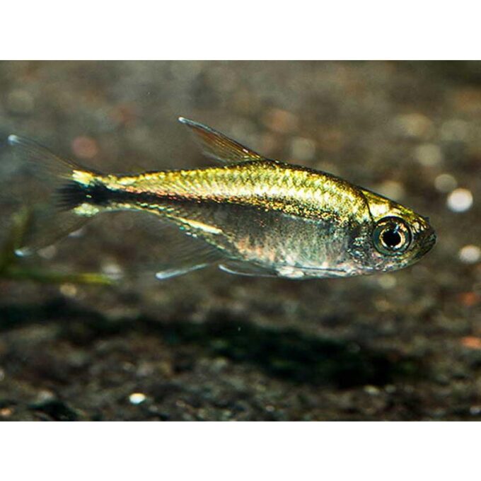 Hemigrammus hyanuary