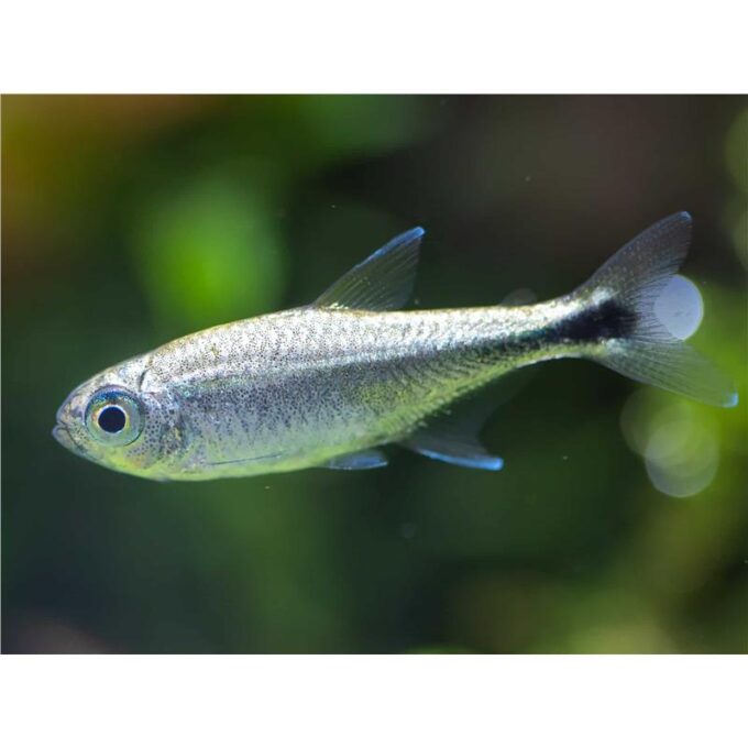 Hemigrammus rodwayi