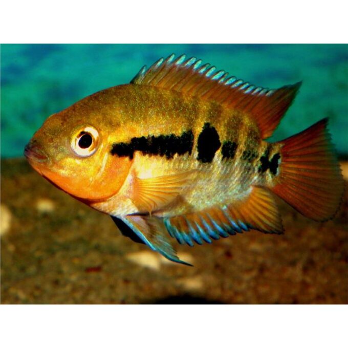 Herotilapia multispinosa