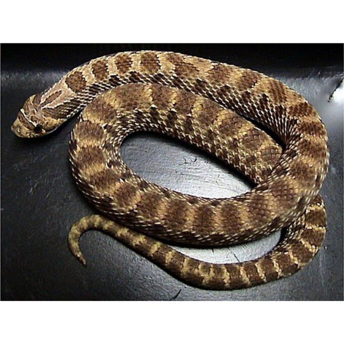 Heterodon nasicus