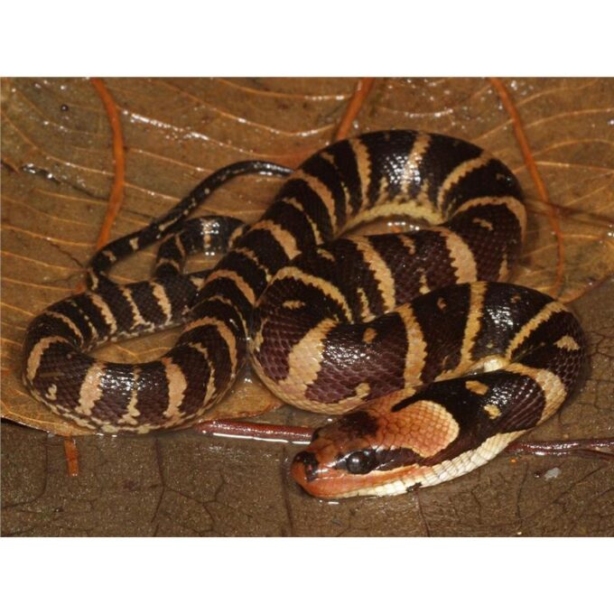 Homalopsis buccata