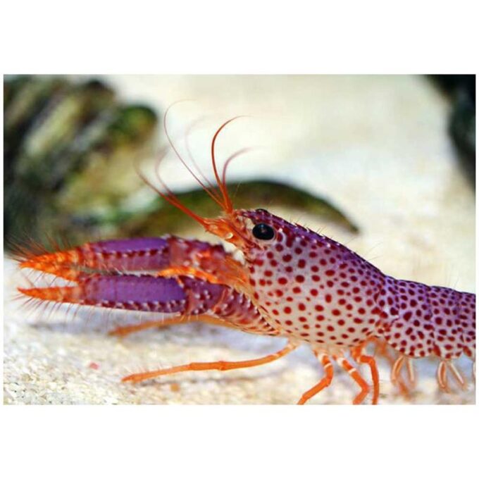 Homarul de recif Enoplometopus daumi 1 Homarul de recif Enoplometopus daumi
