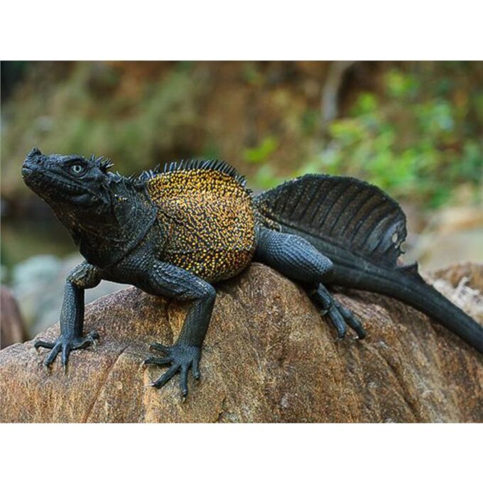 Hydrosaurus amboinensis CELEBES
