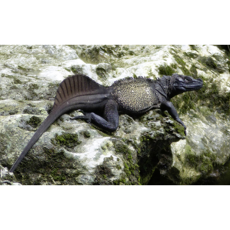 Hydrosaurus microlophus (Sulawesi Giant Sailfin Dragon) s-m