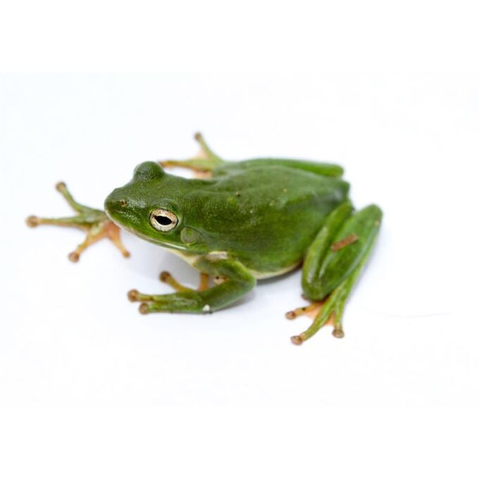 Hyla cinerea (Broasca americana verde de copac)