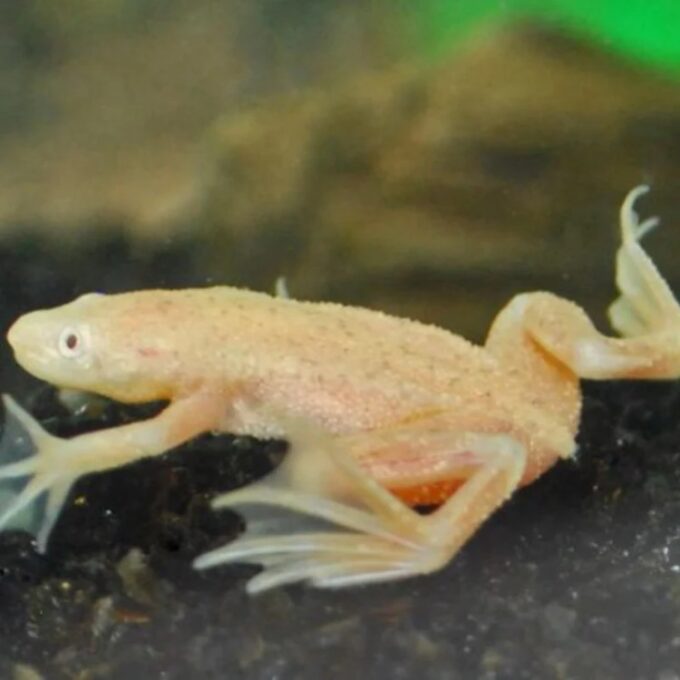 Hymenochirus boettgeri gold