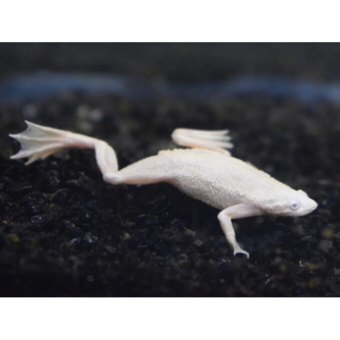 Hymenochirus boettgeri platinum