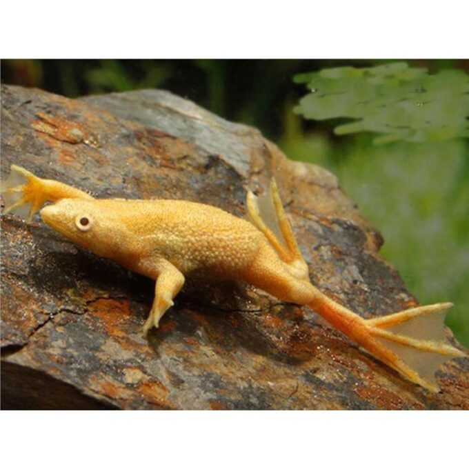 Hymenochirus sp. gold