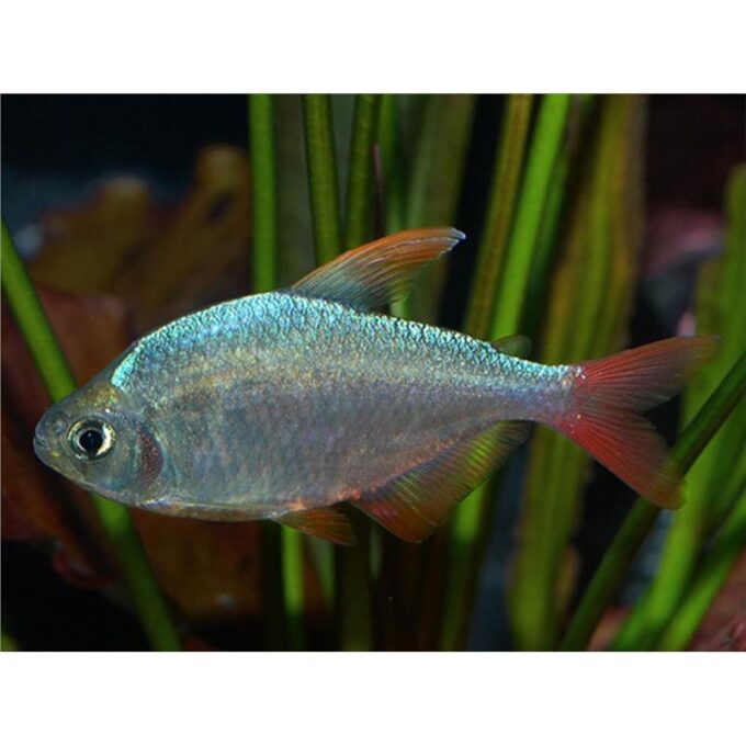 Hyphessobrycon ecuadoriensis 1 Hyphessobrycon ecuadoriensis