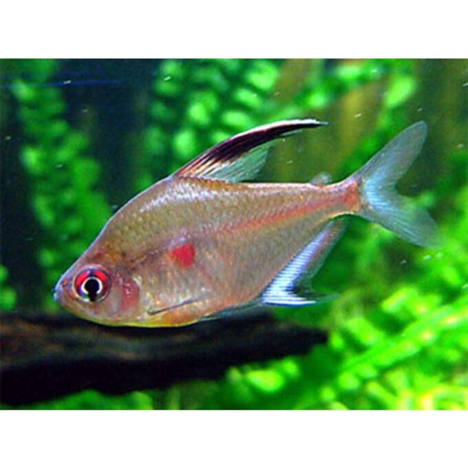 Hyphessobrycon erythrostigma 1 Hyphessobrycon erythrostigma