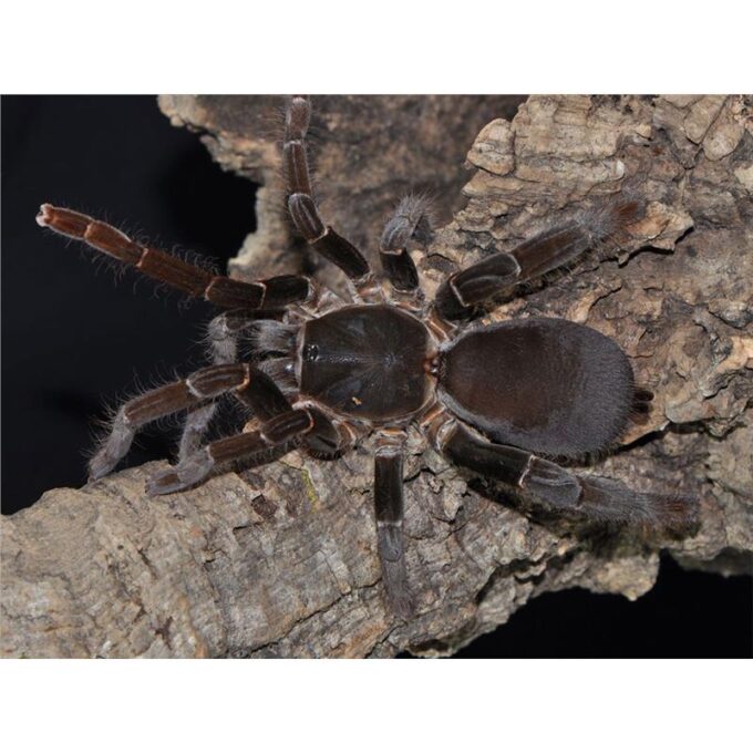 Hysterocrates gigas