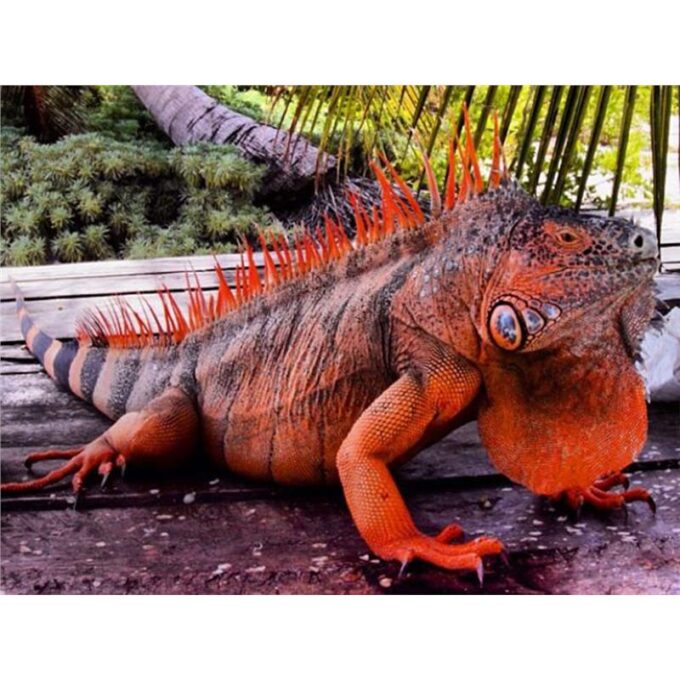 Igunana iguana red