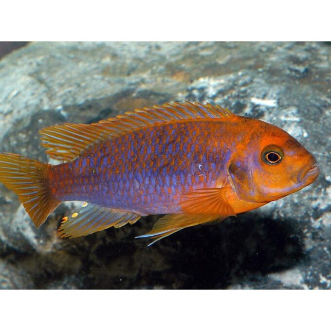 Iodotropheus sprengeri 1 Iodotropheus sprengeri