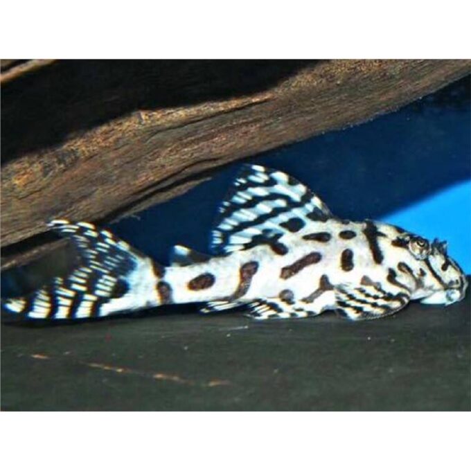 L236 Hypancistrus sp.