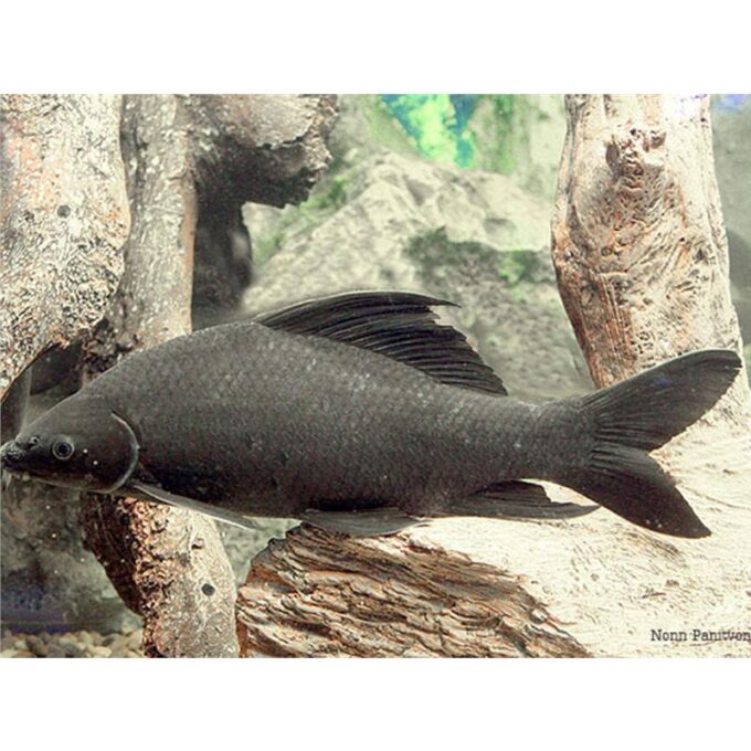 Labeo chrysophekadion