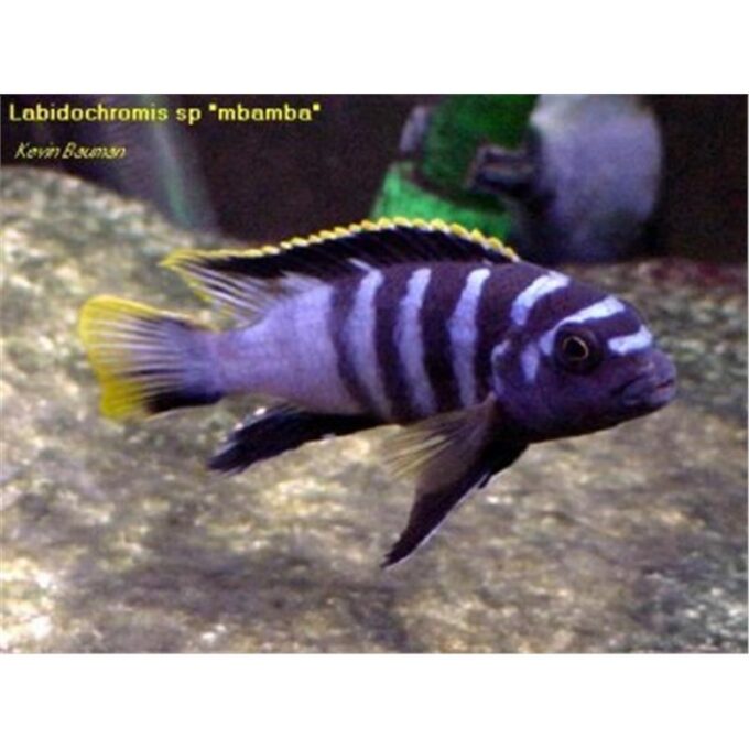 Labidochromis sp. mbamba 1 Labidochromis sp. mbamba