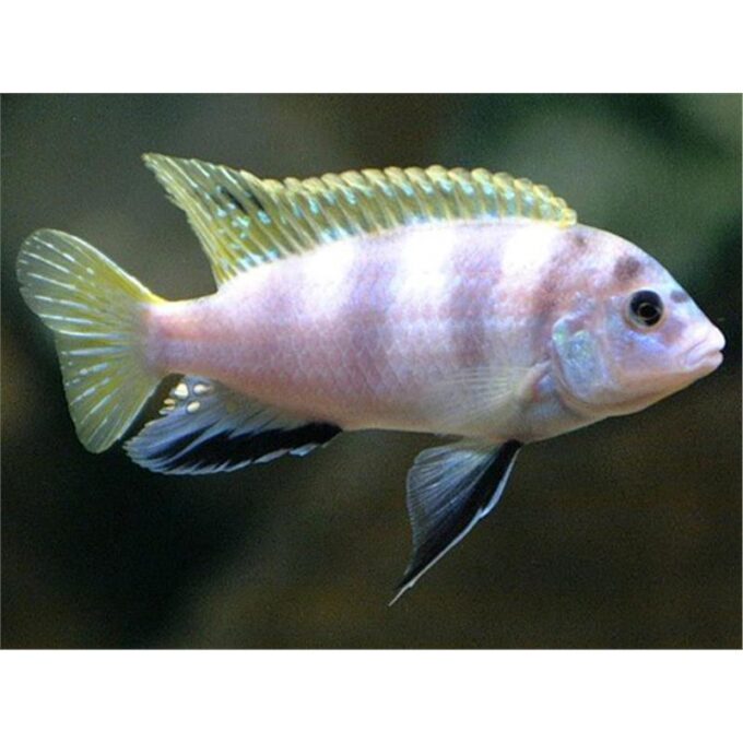Labidochromis sp. perlmutt 1 Labidochromis sp. perlmutt