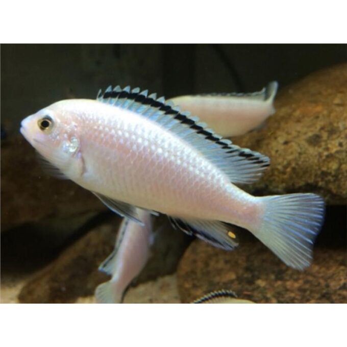 Labidochromis sp. white