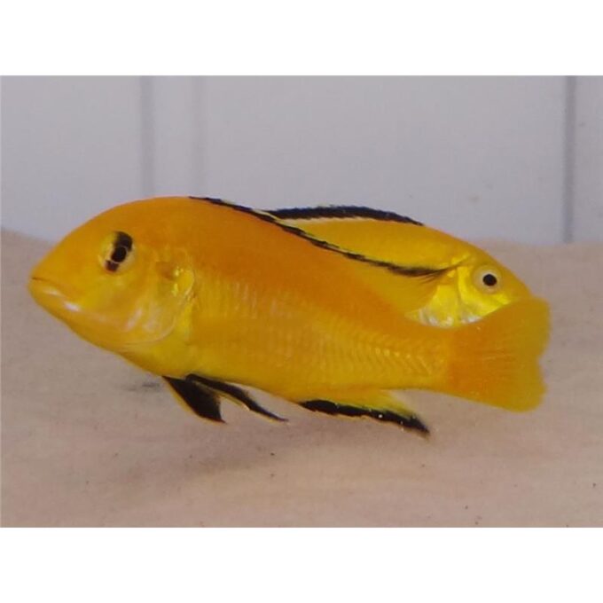 Labidochromis yellow Kakusa