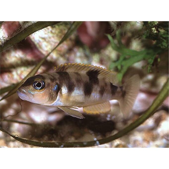 Lamprologus boulingeri 1 Lamprologus boulingeri