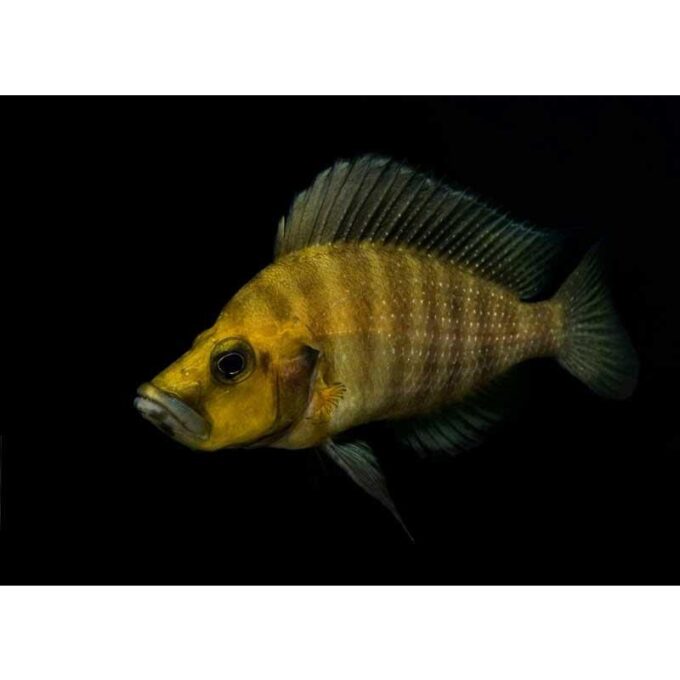 Lamprologus comp goldhead 1 Lamprologus comp goldhead
