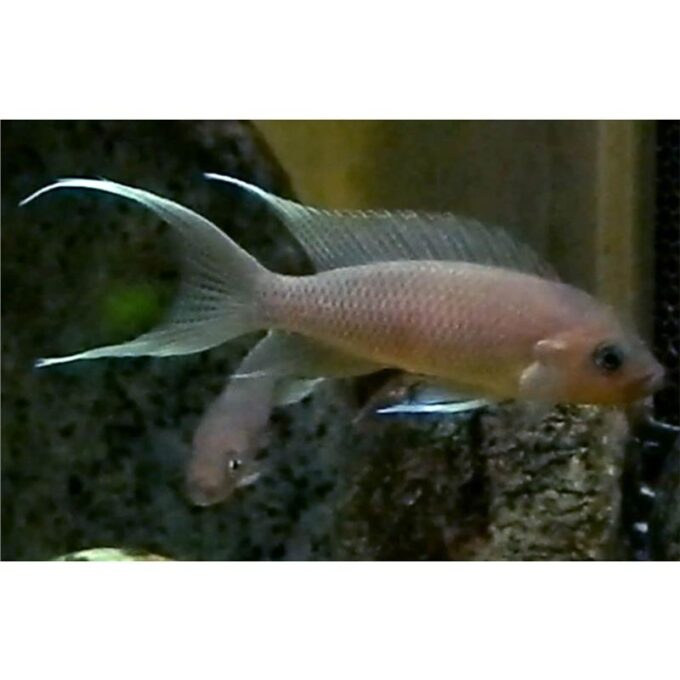 Lamprologus gracilis 1 Lamprologus gracilis